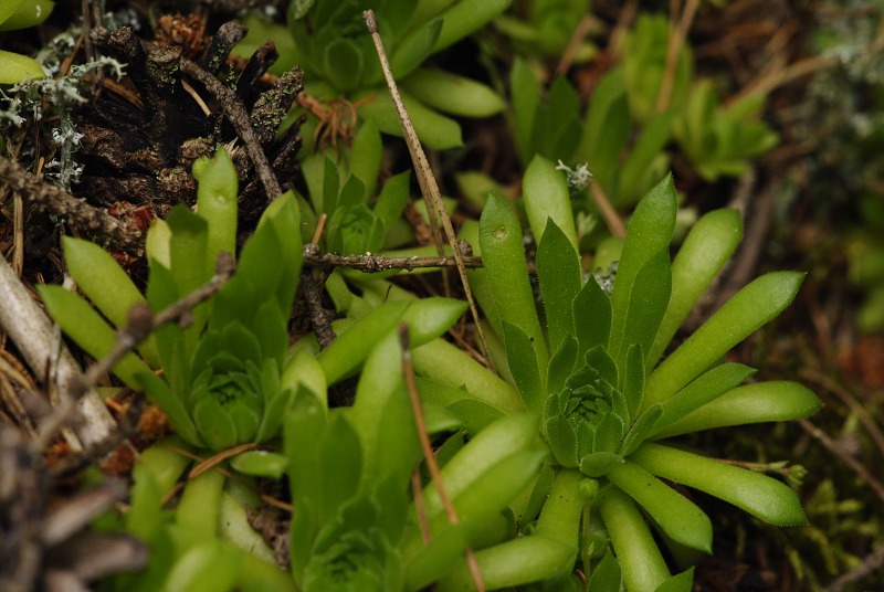 montanum ssp. carpathicum from Jalovecká dolina, Mündung