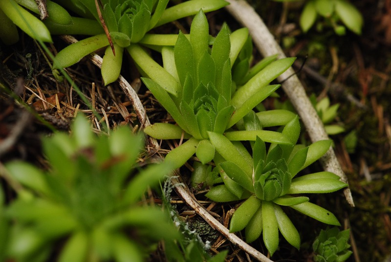 montanum ssp. carpathicum from Jalovecká dolina, Mündung