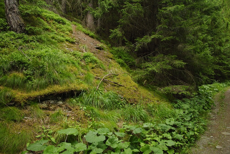 montanum ssp. carpathicum from Jalovecká dolina, Mündung