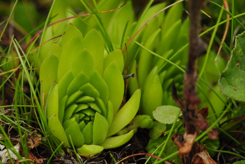 montanum ssp. carpathicum from Jalovská kopa, Abhang