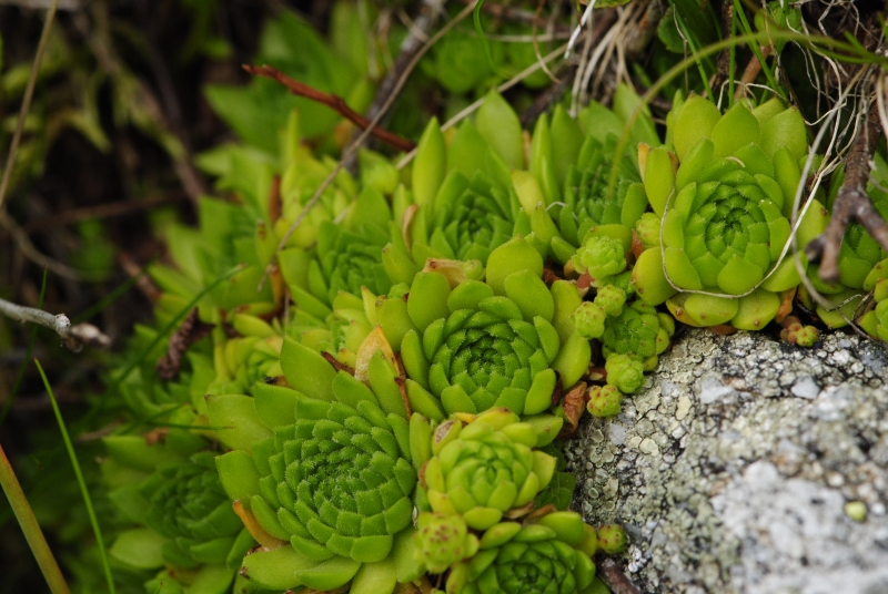 montanum ssp. carpathicum from Jalovská kopa, Abhang