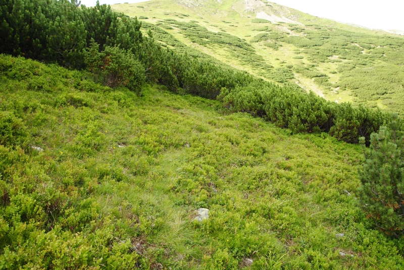 montanum ssp. carpathicum from Jalovská kopa, Abhang