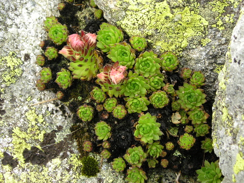 montanum ssp. carpathicum from Konské
