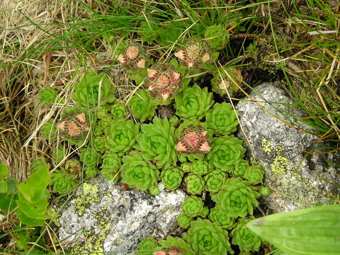 montanum ssp. carpathicum from Konské