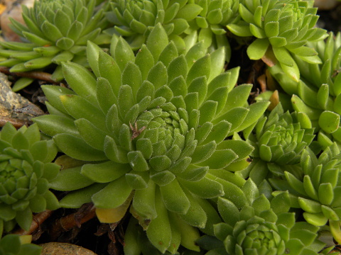 montanum ssp. carpathicum from Konské