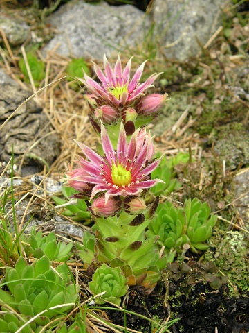 montanum ssp. carpathicum from Konské