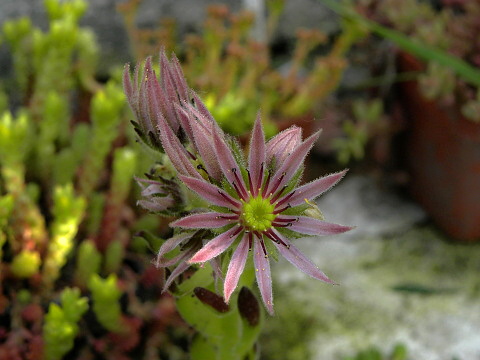 montanum ssp. carpathicum from Konské
