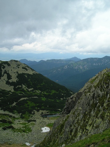 montanum ssp. carpathicum from Konské