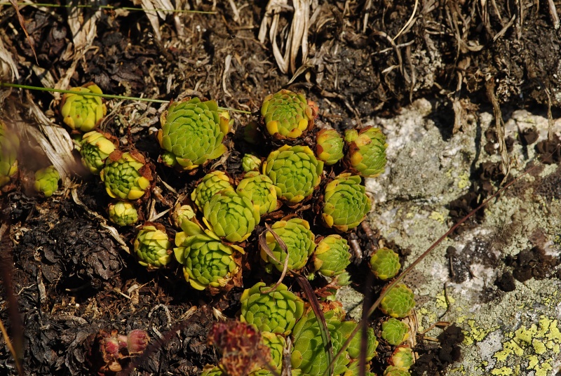 montanum ssp. carpathicum from Kozi Wierch