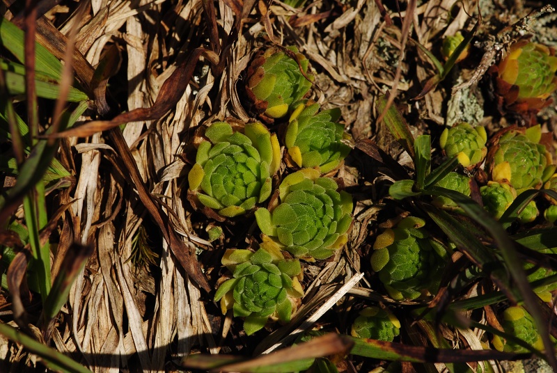 montanum ssp. carpathicum from Kozi Wierch