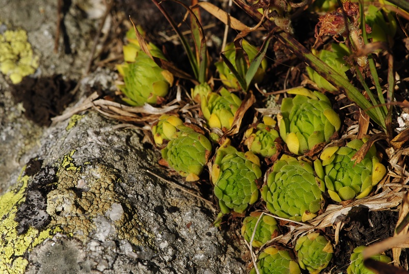 montanum ssp. carpathicum from Kozi Wierch