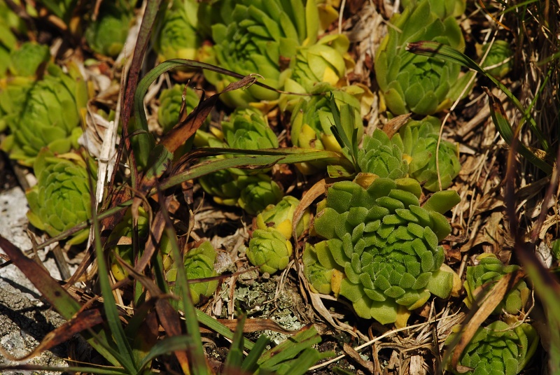 montanum ssp. carpathicum from Kozi Wierch