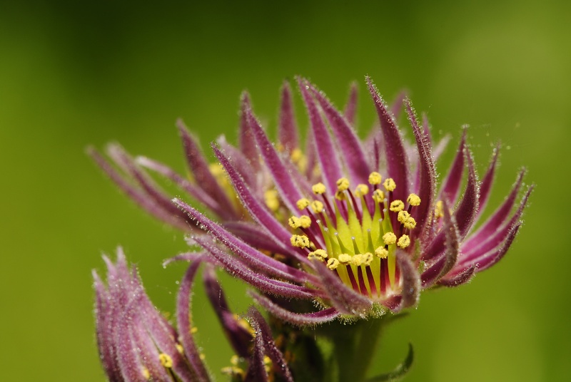 montanum ssp. carpathicum from Kozi Wierch