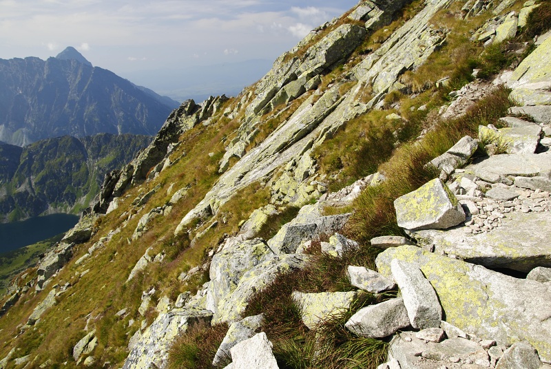 montanum ssp. carpathicum from Kozi Wierch