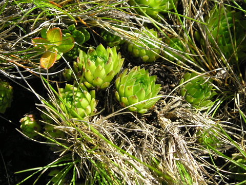 montanum ssp. carpathicum from Kráľova skala