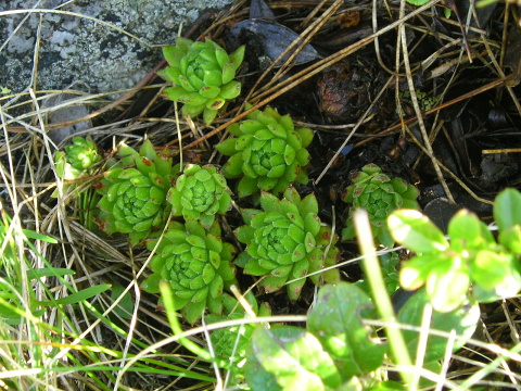 montanum ssp. carpathicum from Kráľova skala