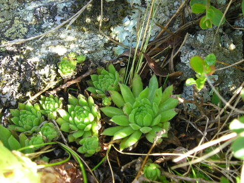 montanum ssp. carpathicum from Kráľova skala