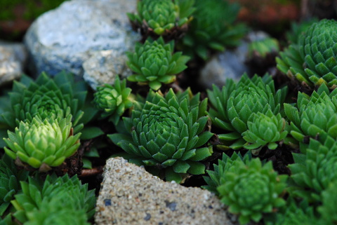 montanum ssp. carpathicum from Kráľova skala
