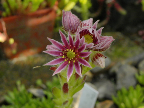 montanum ssp. carpathicum from Kráľova skala