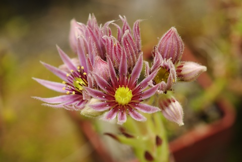 montanum ssp. carpathicum from Kráľova skala