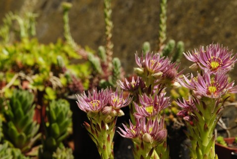 montanum ssp. carpathicum from Kráľova skala