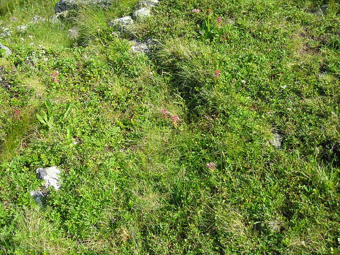 montanum ssp. carpathicum from Kráľova skala