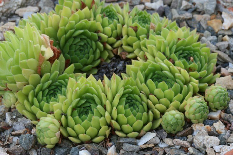 montanum ssp. carpathicum from Kralovany