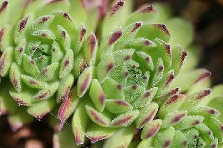 montanum ssp. carpathicum from Kralovany
