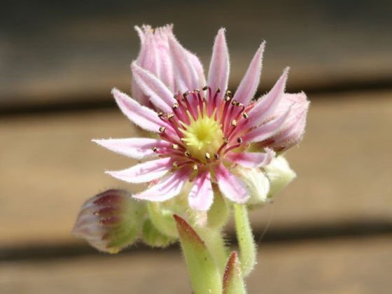 montanum ssp. carpathicum from Kralovany