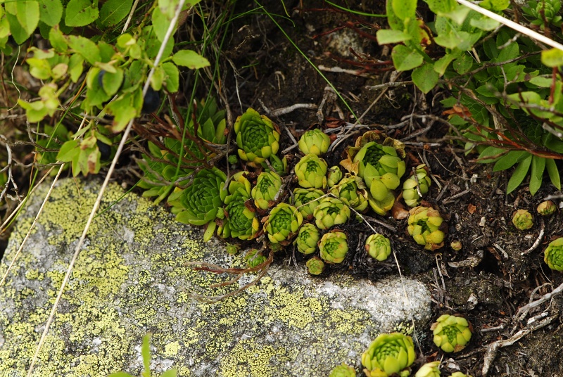 montanum ssp. carpathicum from Krzyzne, Abhang