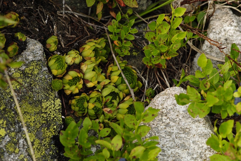 montanum ssp. carpathicum from Krzyzne, Abhang