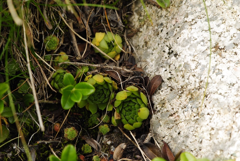 montanum ssp. carpathicum from Krzyzne, Abhang