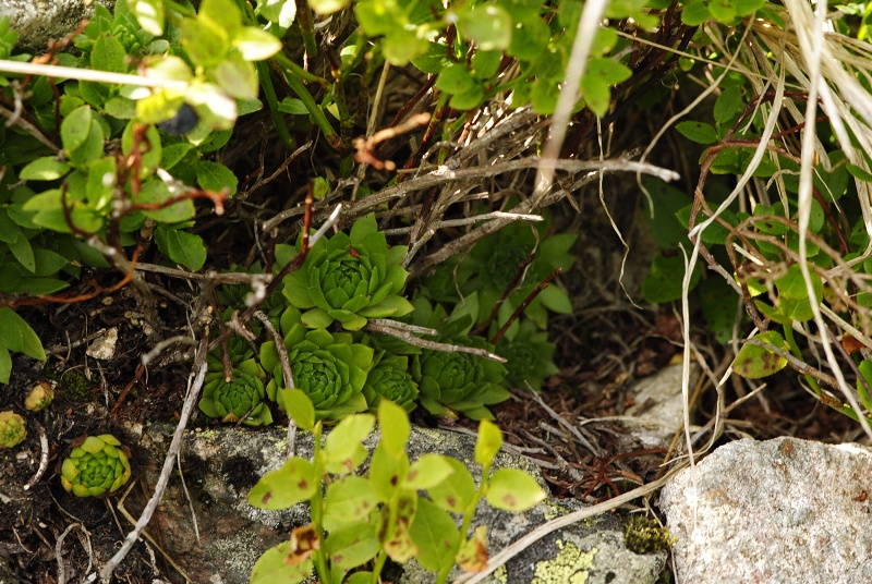 montanum ssp. carpathicum from Krzyzne, Abhang