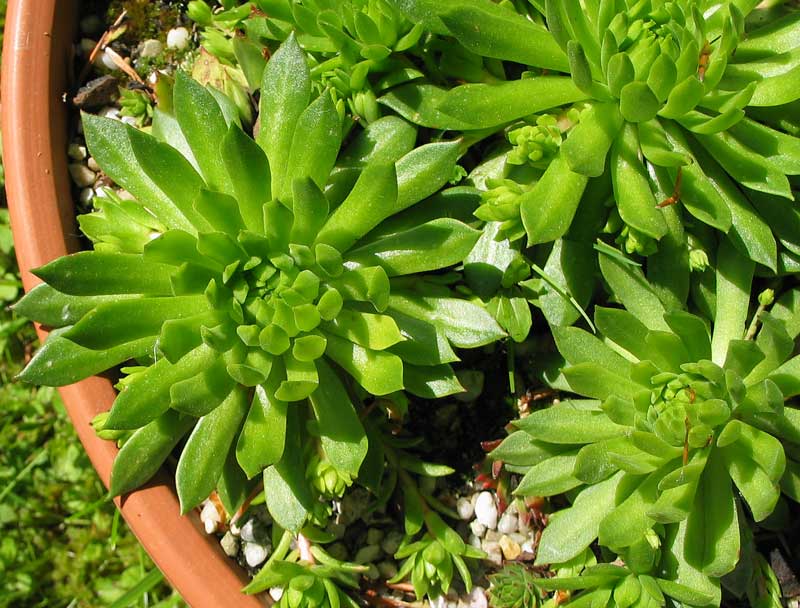 montanum ssp. carpathicum from Lomnicke Sedlo