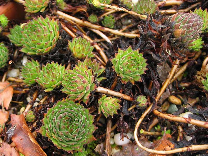 montanum ssp. carpathicum from Lomnicke Sedlo
