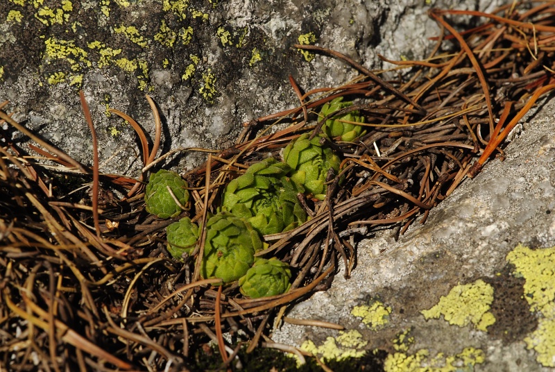 montanum ssp. carpathicum from Mengusovská dolina, Žabí potok