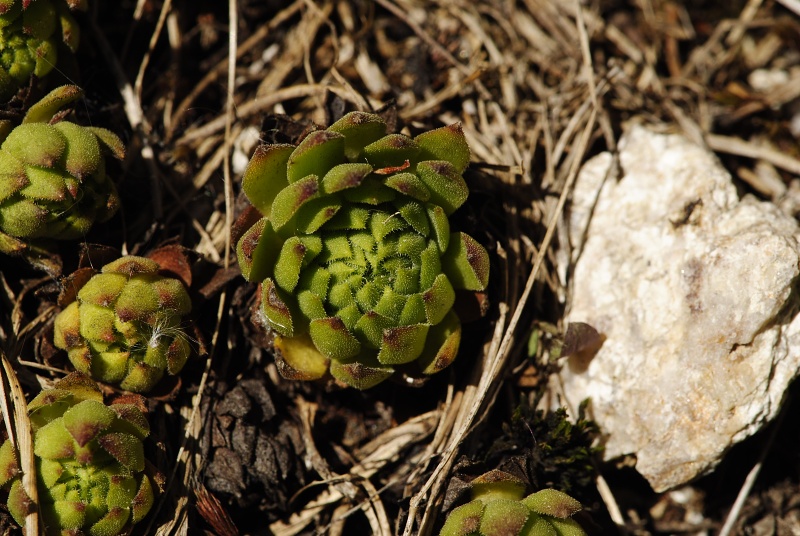montanum ssp. carpathicum from Mengusovská dolina, Žabí potok