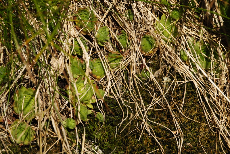montanum ssp. carpathicum from Mengusovská dolina, Žabí potok