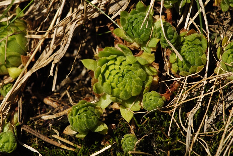montanum ssp. carpathicum from Mengusovská dolina, Žabí potok
