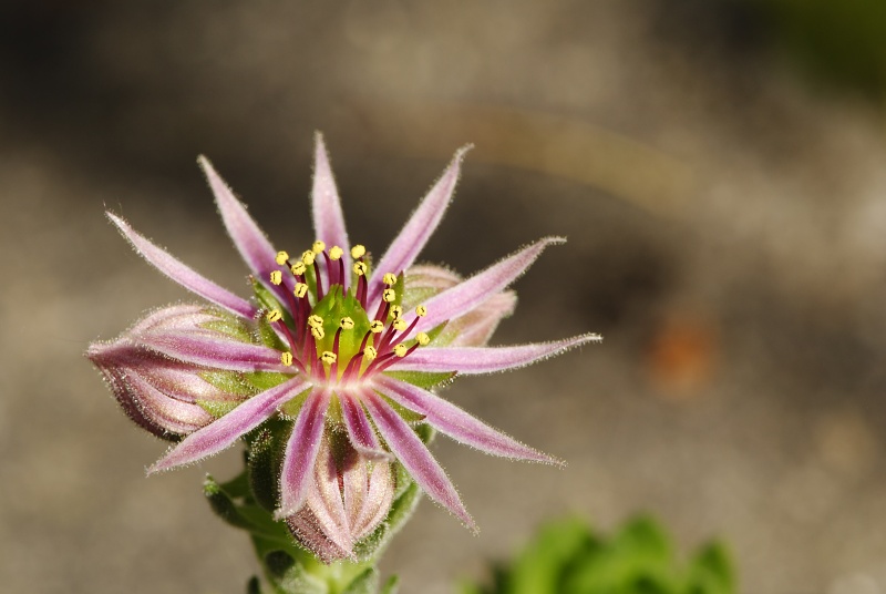 montanum ssp. carpathicum from Mengusovská dolina, Žabí potok