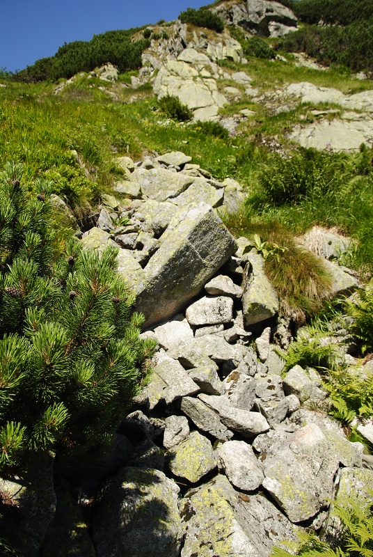 montanum ssp. carpathicum from Mengusovská dolina, Žabí potok