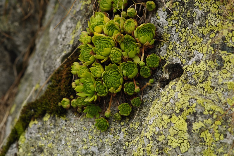 montanum ssp. carpathicum from Miedziane