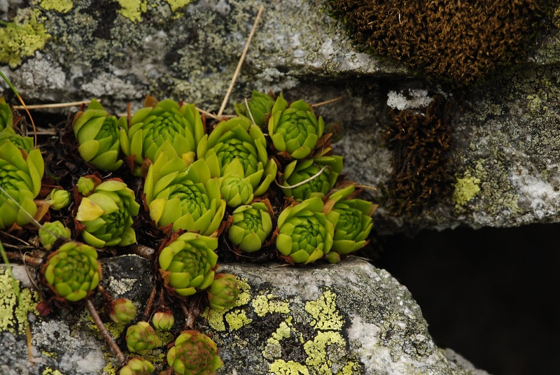 montanum ssp. carpathicum from Miedziane