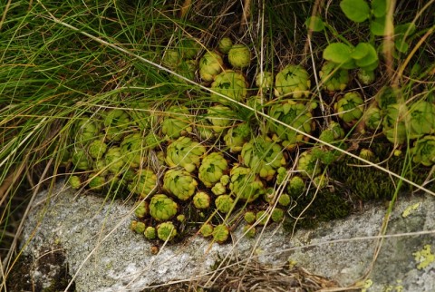 montanum ssp. carpathicum from Miedziane