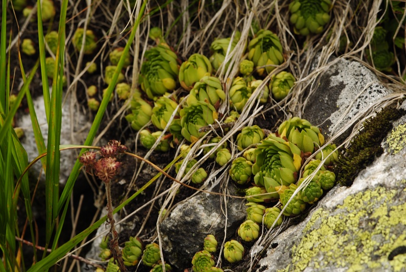 montanum ssp. carpathicum from Miedziane