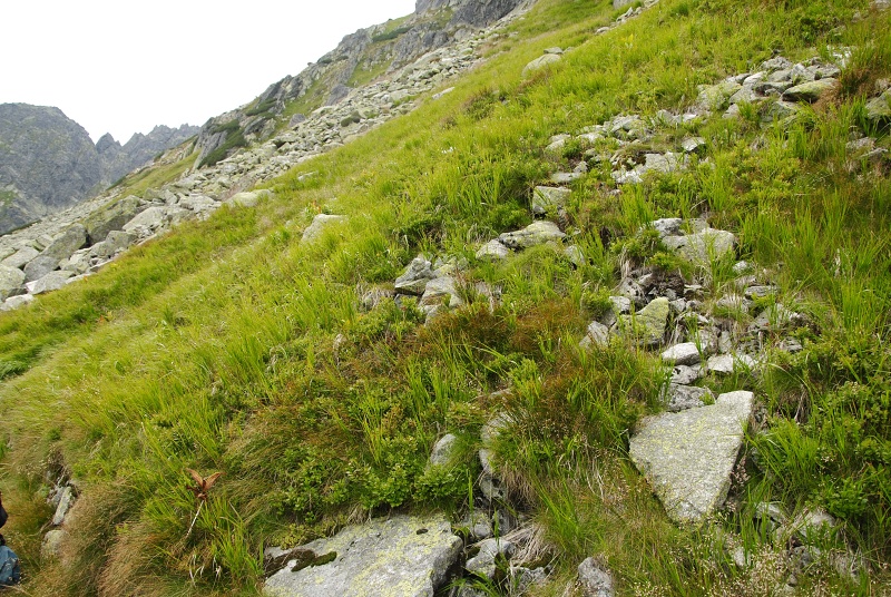 montanum ssp. carpathicum from Miedziane