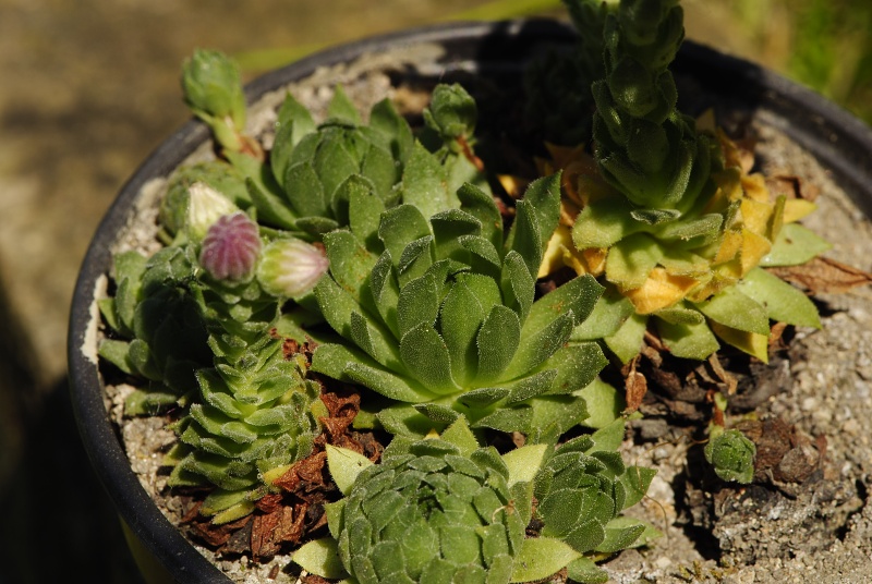 montanum ssp. carpathicum from Morskie Oko