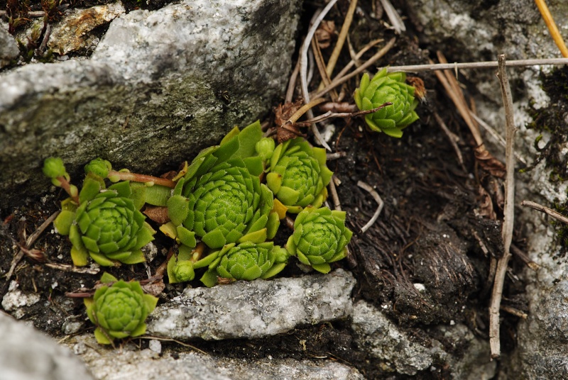 montanum ssp. carpathicum from Morskie Oko