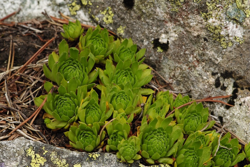 montanum ssp. carpathicum from Morskie Oko