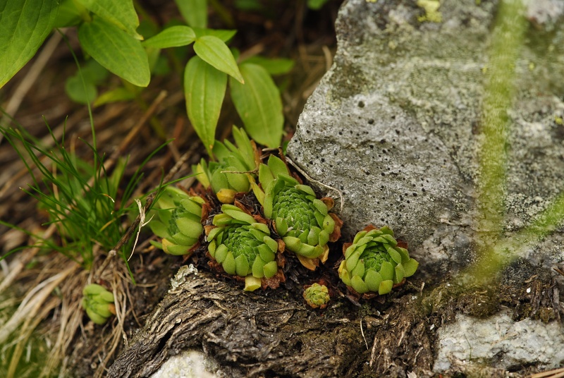 montanum ssp. carpathicum from Morskie Oko